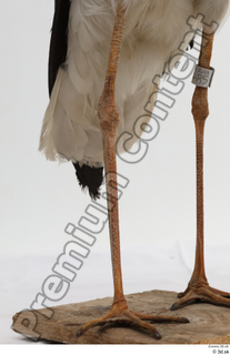 Black stork leg 0007.jpg